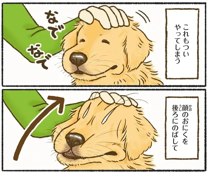 『今日もゴールデンレトリバーに癒されて』（47）