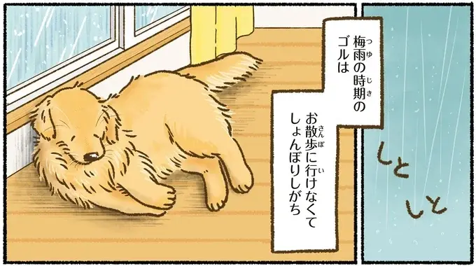 『今日もゴールデンレトリバーに癒されて』（49）