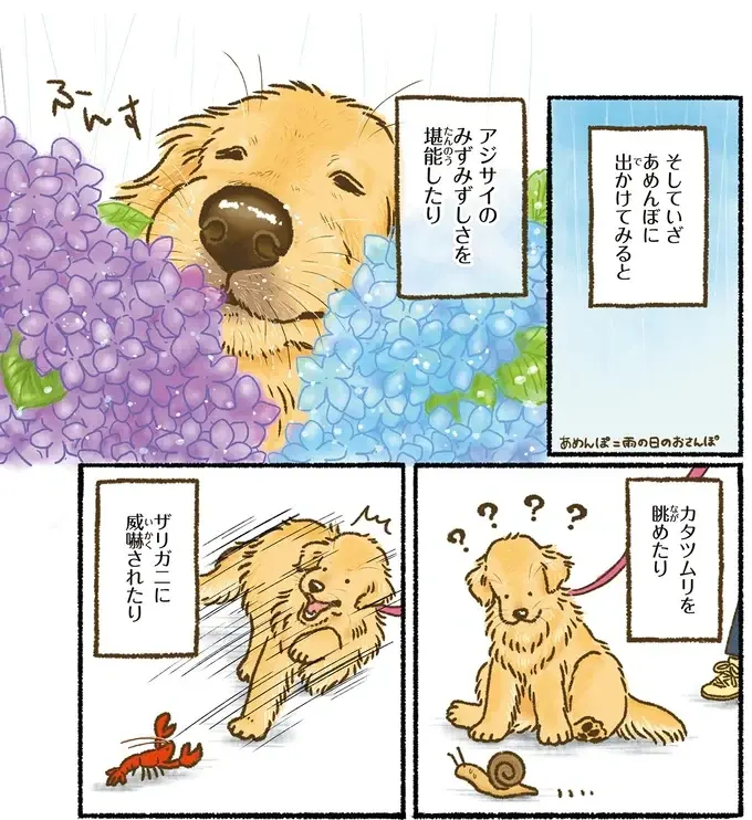 『今日もゴールデンレトリバーに癒されて』（51）