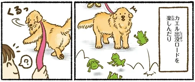 『今日もゴールデンレトリバーに癒されて』（52）