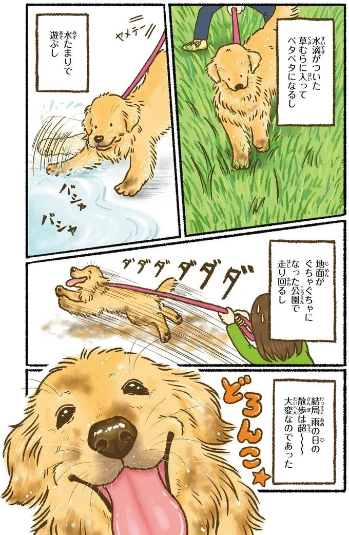 『今日もゴールデンレトリバーに癒されて』（54）