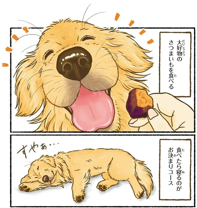『今日もゴールデンレトリバーに癒されて』（59）