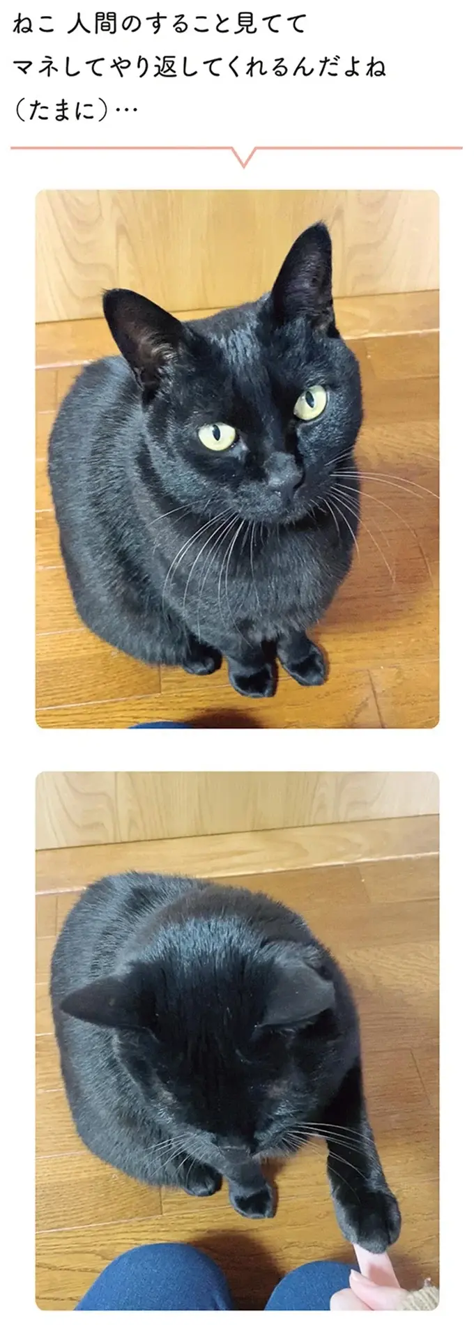 『黒猫ろんと暮らしたら』4～7（21）