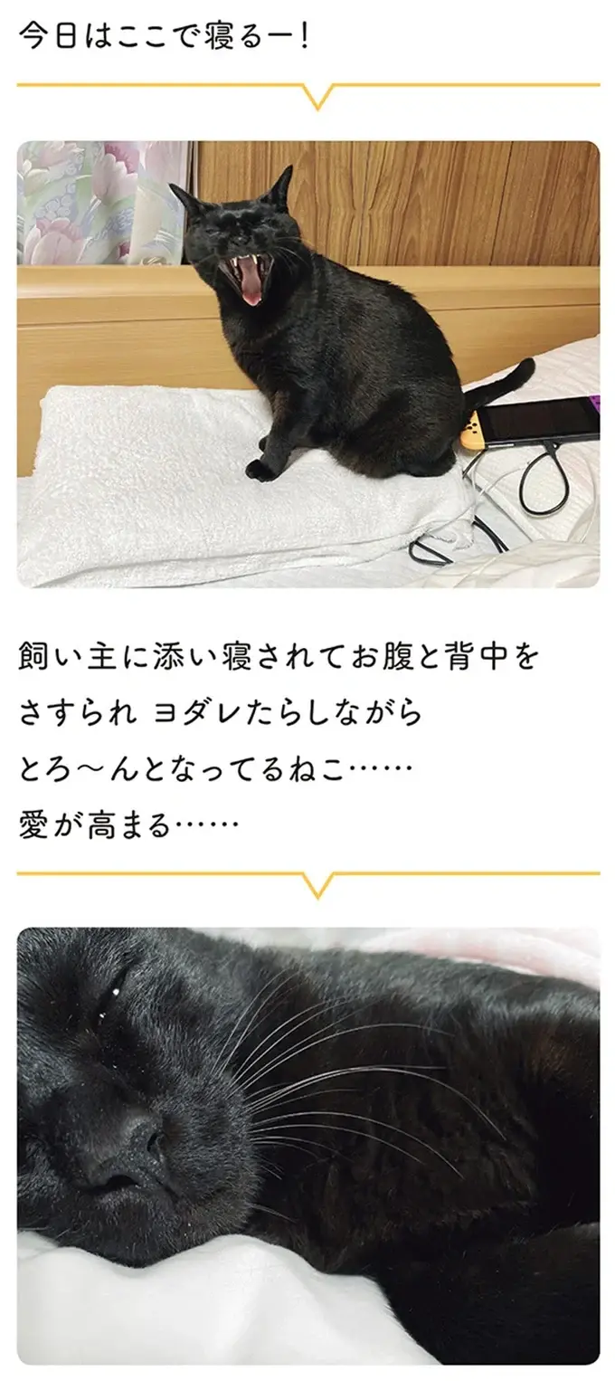 『黒猫ろんと暮らしたら』4～7（37）
