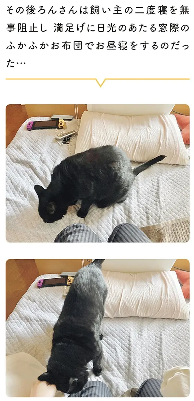 『黒猫ろんと暮らしたら』4～7（43）