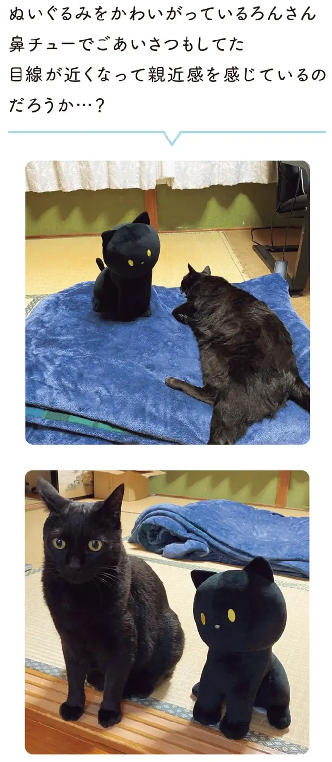 『黒猫ろんと暮らしたら』4～7（75）
