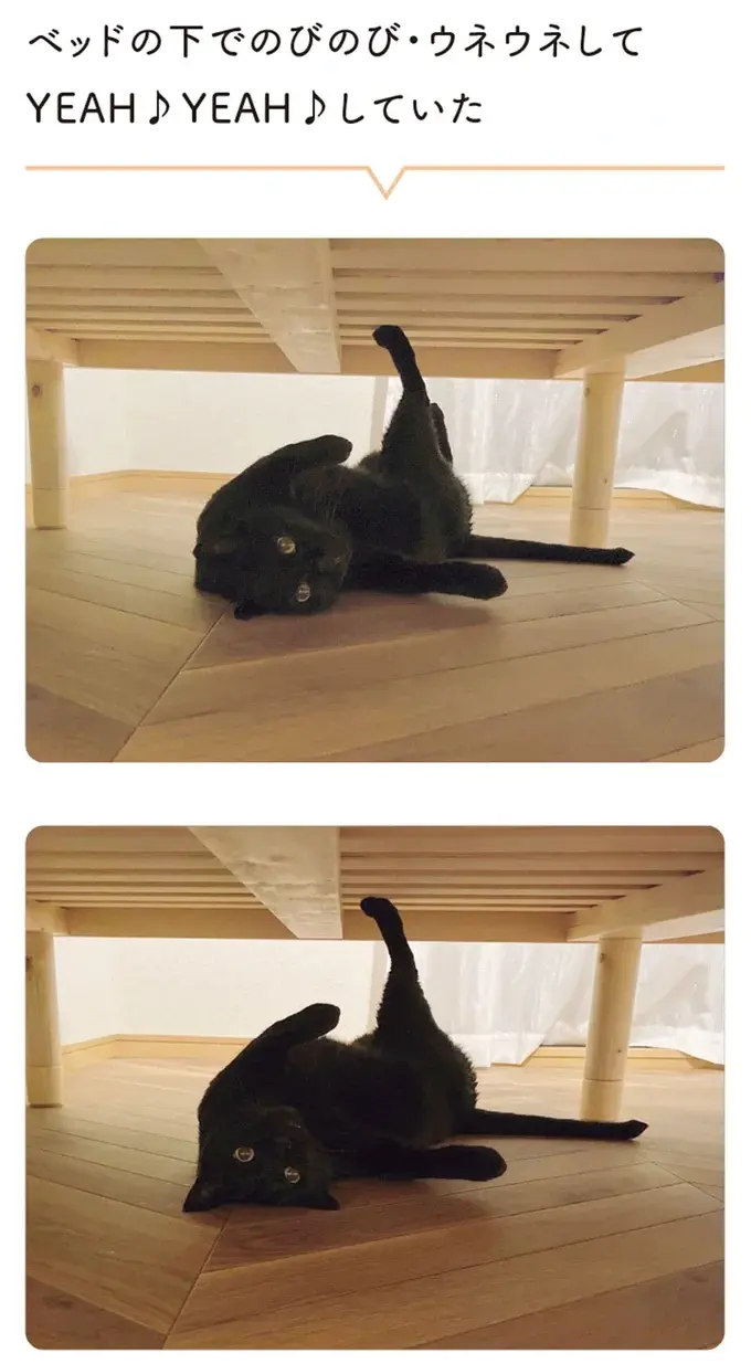 『黒猫ろんと暮らしたら』4～7（79）