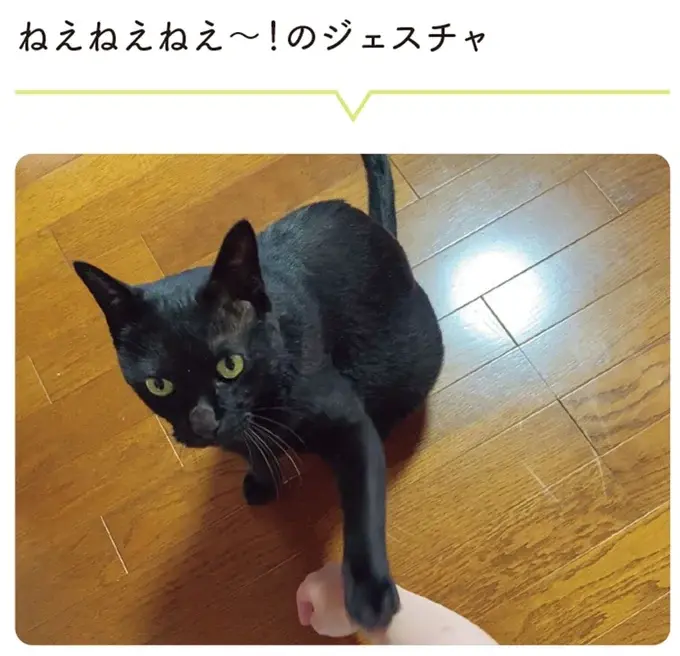 『黒猫ろんと暮らしたら』4～7（91）