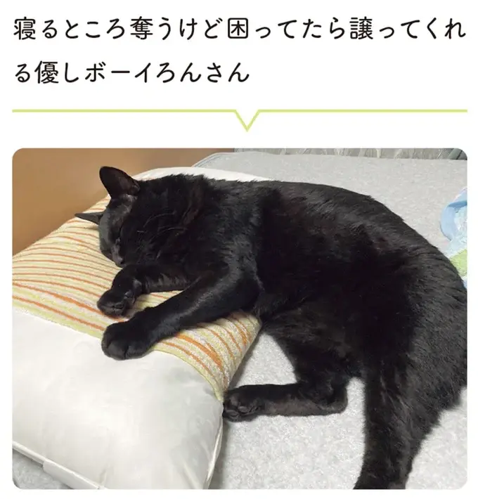 『黒猫ろんと暮らしたら』4～7（97）