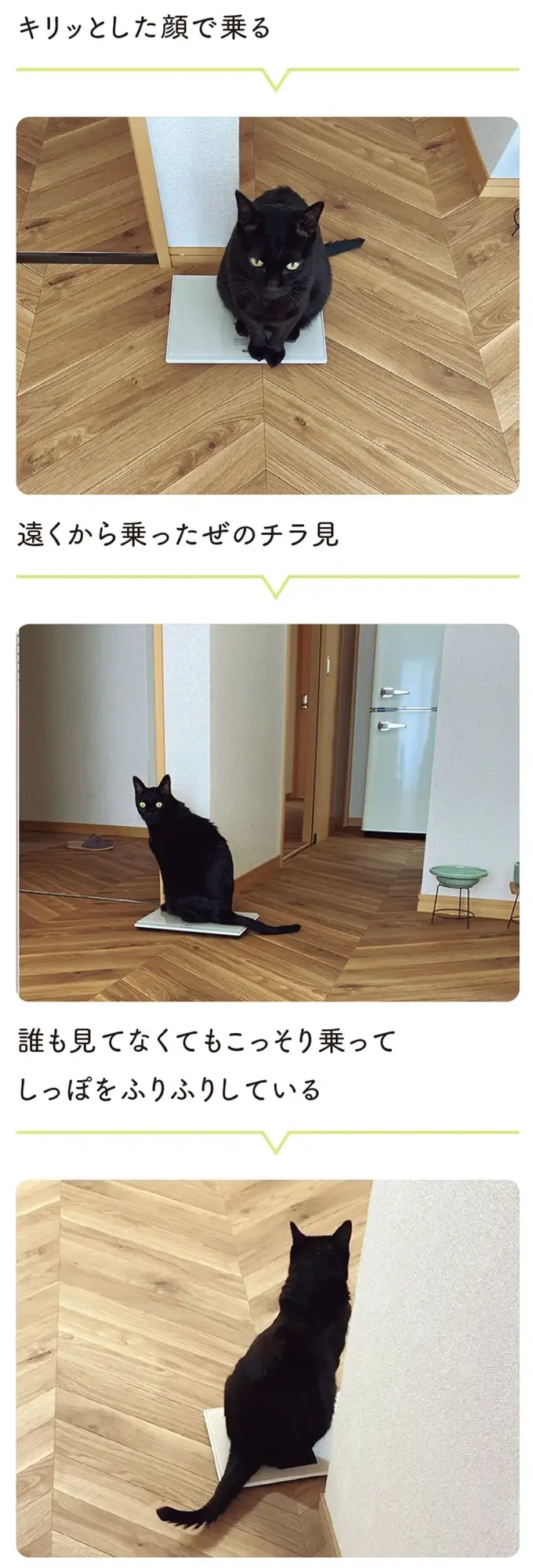 『黒猫ろんと暮らしたら』4～7（101）