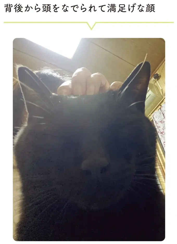 『黒猫ろんと暮らしたら』4～7（105）