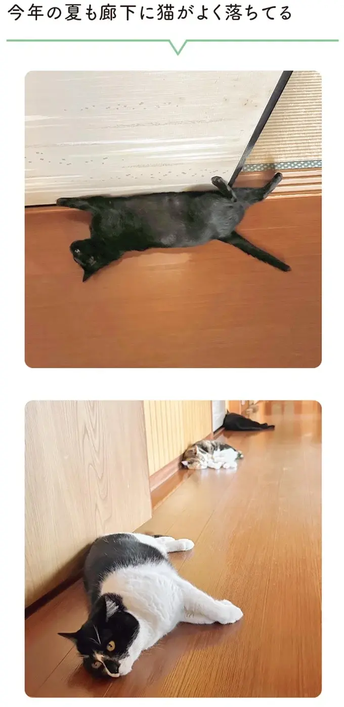 『黒猫ろんと暮らしたら』4～7（144）
