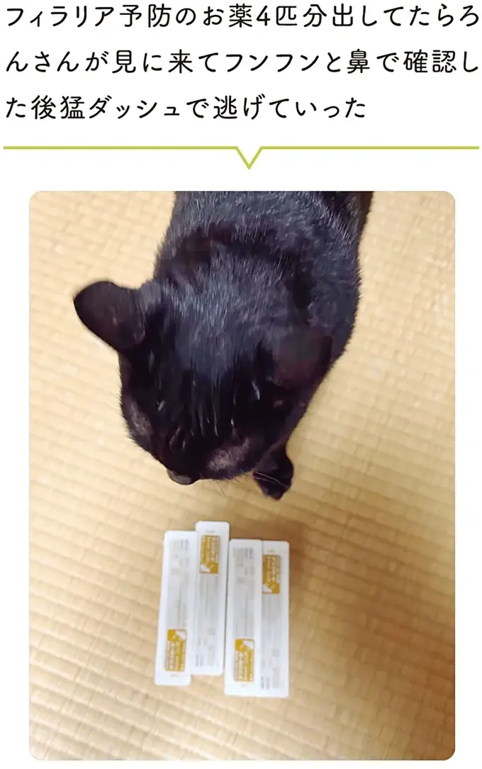『黒猫ろんと暮らしたら』4～7（164）