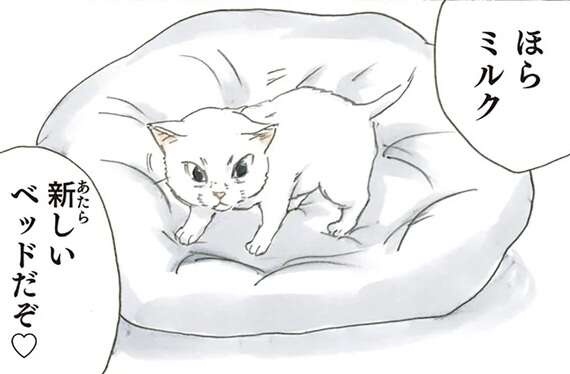 保護され、完全に家に馴染んだ子猫。新しいベッドを降りて寝床に選んだのは／拾い猫のモチャ2（1）