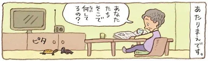 おばあちゃんのそばが好きだったり片思い中だったり。同じかめでも個性はそれぞれ／おばあちゃんとかめ（1）