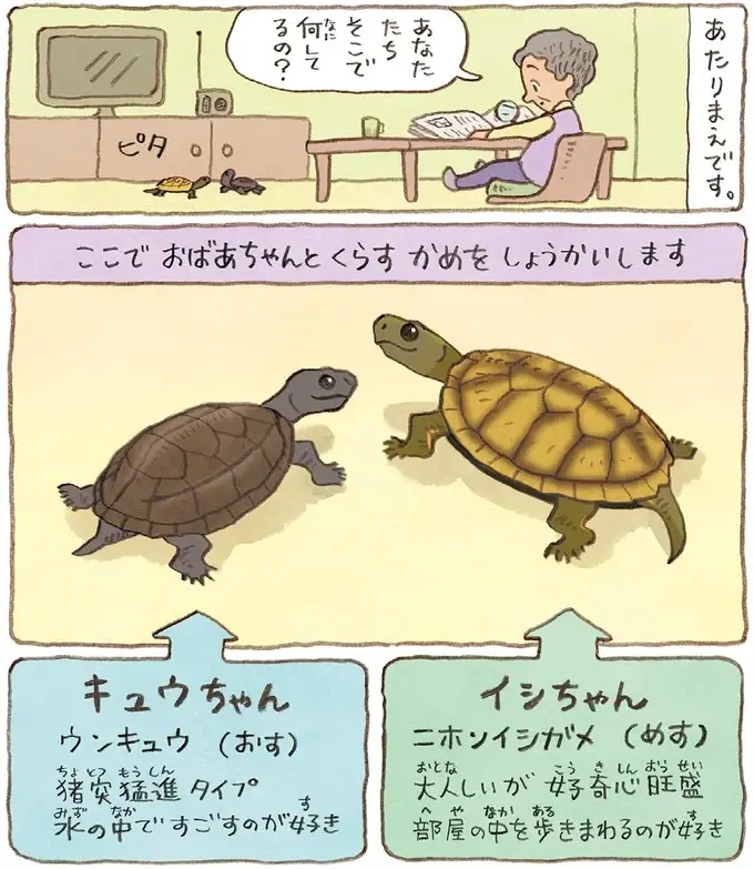 おばあちゃんのそばが好きだったり片思い中だったり。同じかめでも個性はそれぞれ／おばあちゃんとかめ（4）