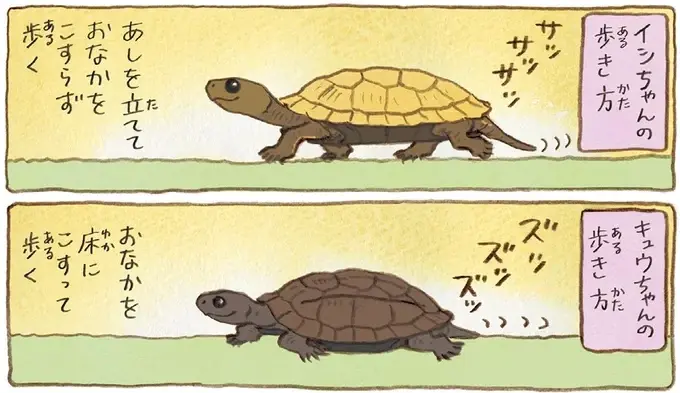 足音でどっちのかめか分かるおばあちゃん。今日は足音がしないと探してみたら？／おばあちゃんとかめ（7）