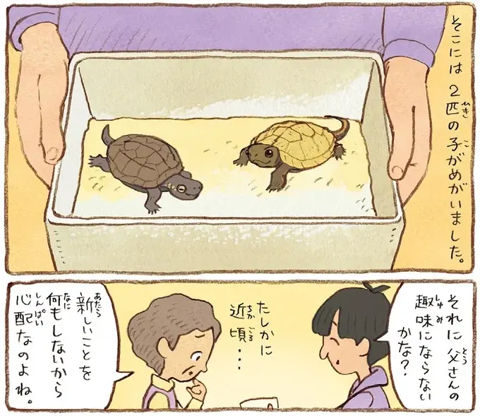 息子がくれた二匹の子がめ。仕事を引退した夫と一緒に「飼ってみようか」／おばあちゃんとかめ（5）