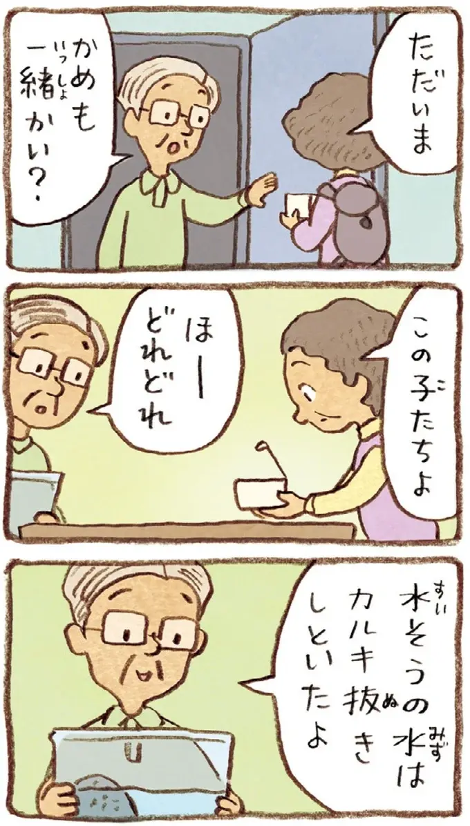 息子がくれた二匹の子がめ。仕事を引退した夫と一緒に「飼ってみようか」／おばあちゃんとかめ（9）