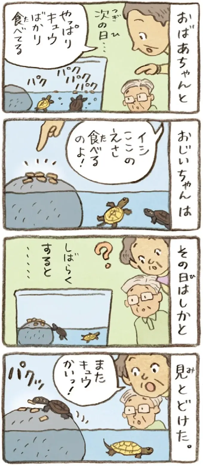 2匹とも食べてはいるけれど。おばあちゃんがかめの餌やりで気付いたこと／おばあちゃんとかめ（6）