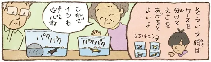 2匹とも食べてはいるけれど。おばあちゃんがかめの餌やりで気付いたこと／おばあちゃんとかめ（7）