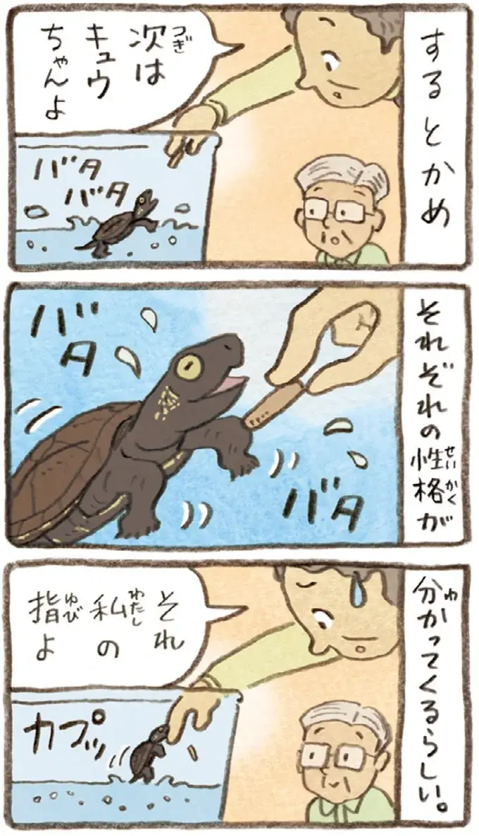 2匹とも食べてはいるけれど。おばあちゃんがかめの餌やりで気付いたこと／おばあちゃんとかめ（9）
