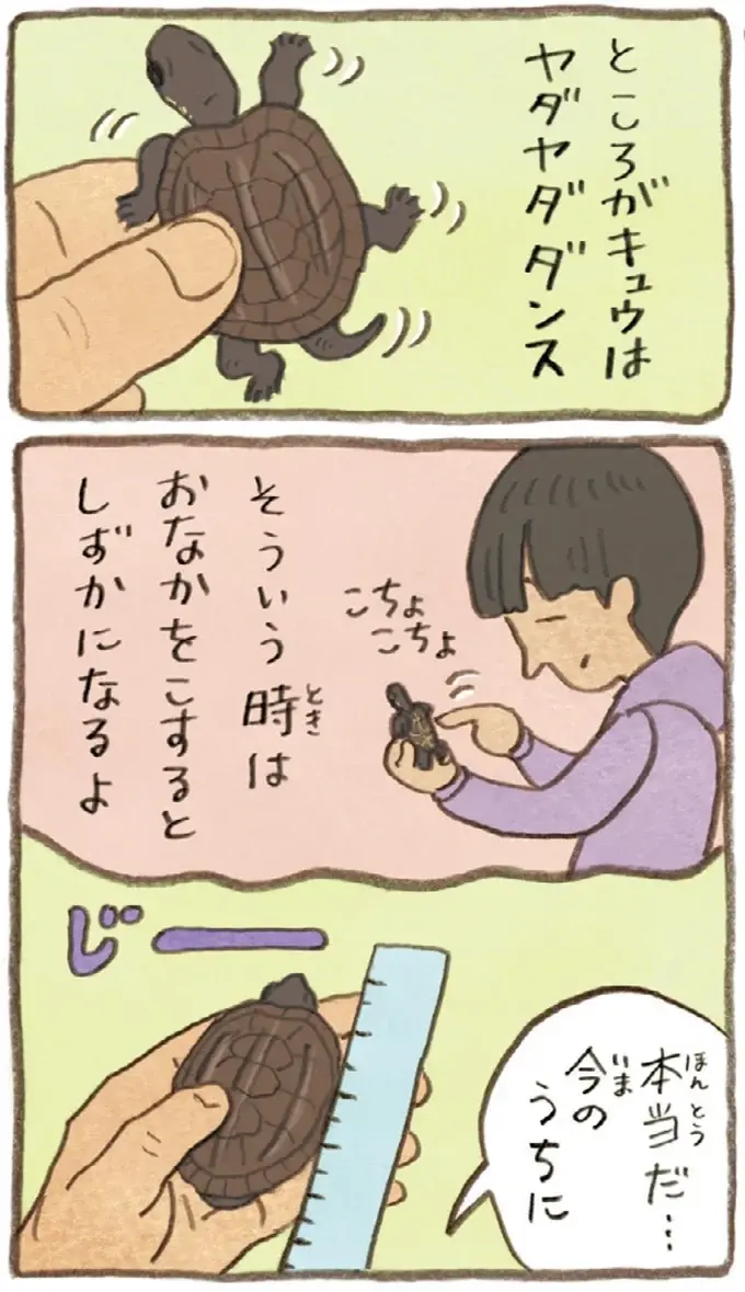 うちのかめは雄なの？雌なの？成長を見守る2人の疑問に息子が教えてくれたのは／おばあちゃんとかめ（4）
