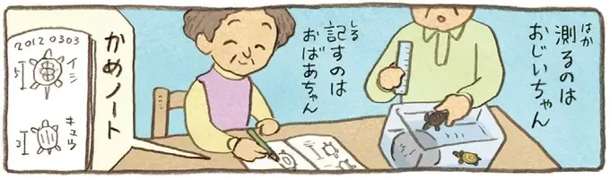 うちのかめは雄なの？雌なの？成長を見守る2人の疑問に息子が教えてくれたのは／おばあちゃんとかめ（5）