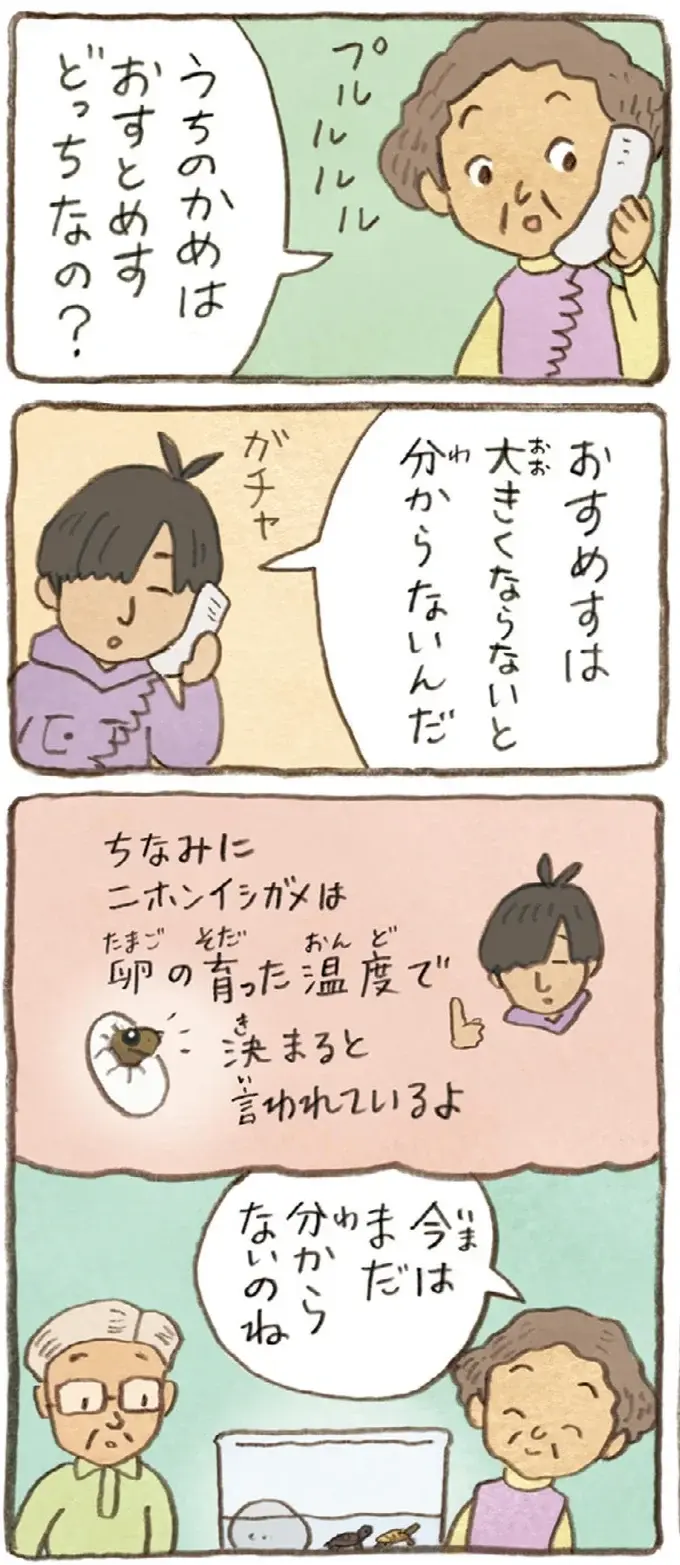 うちのかめは雄なの？雌なの？成長を見守る2人の疑問に息子が教えてくれたのは／おばあちゃんとかめ（7）