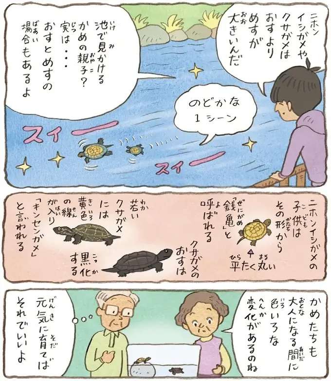 うちのかめは雄なの？雌なの？成長を見守る2人の疑問に息子が教えてくれたのは／おばあちゃんとかめ（8）