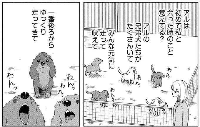 余命1カ月の愛犬。見えなくても聞こえなくても、私を探していて...／アルへ（3）
