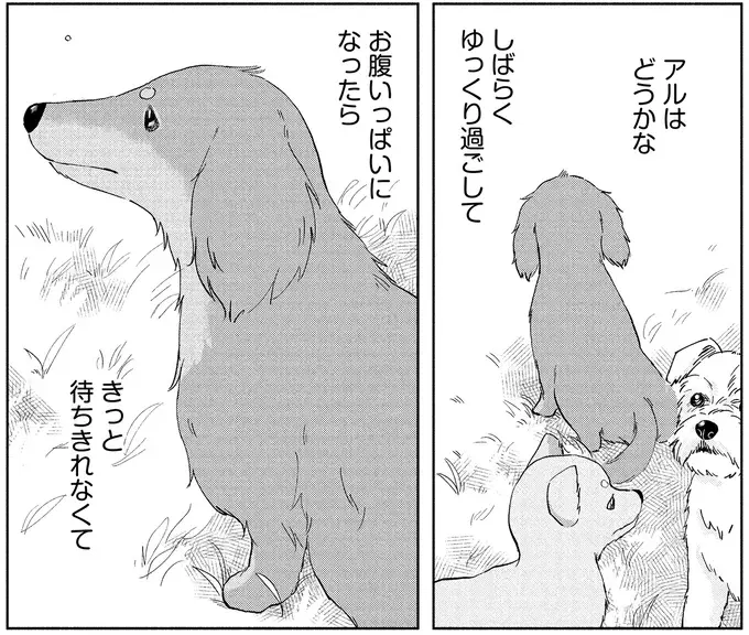 いつかまた私の部屋のいつもの場所で。小首をかしげる愛犬に会いたい／アルへ（7）