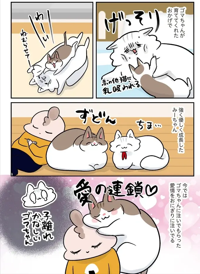 保護されたころは小さくか弱かった猫。強く育ったら引っ越しすることになって...／マジレス幼児とモンペ猫（4）