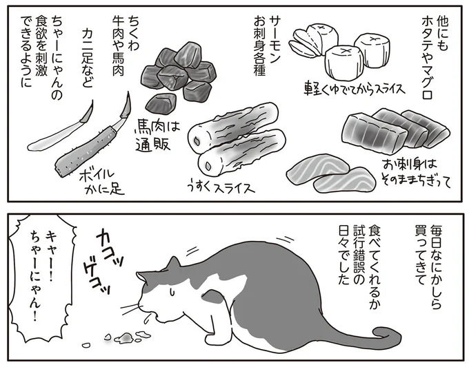 『世界一幸せな飼い主にしてくれた猫』（画像108/129枚目）
