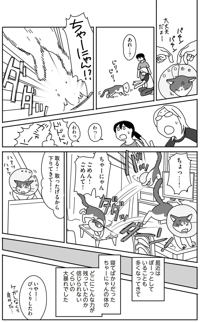 『世界一幸せな飼い主にしてくれた猫』（画像117/129枚目）
