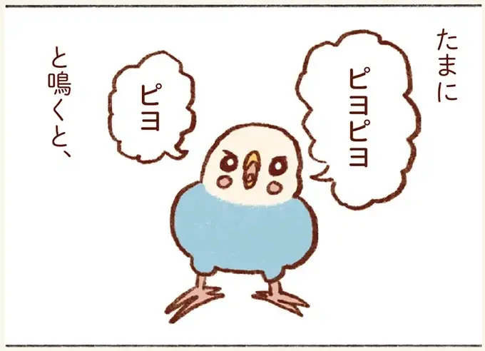 「プジェ、キュキュ、ジャア」たまに来る「ピヨ」の鳴き声がかわいい我が家のセキセイインコ／プジェ日記！ （1）