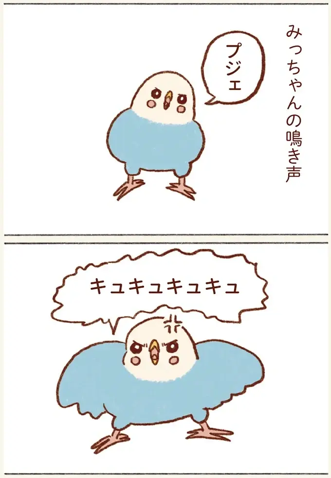 「プジェ、キュキュ、ジャア」たまに来る「ピヨ」の鳴き声がかわいい我が家のセキセイインコ／プジェ日記！ （3）