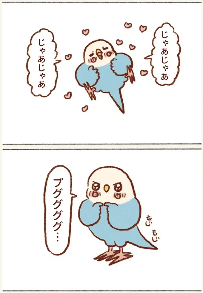 「プジェ、キュキュ、ジャア」たまに来る「ピヨ」の鳴き声がかわいい我が家のセキセイインコ／プジェ日記！ （4）