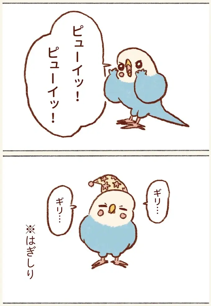 「プジェ、キュキュ、ジャア」たまに来る「ピヨ」の鳴き声がかわいい我が家のセキセイインコ／プジェ日記！ （5）