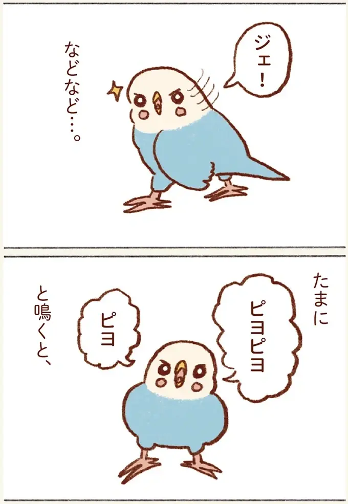 「プジェ、キュキュ、ジャア」たまに来る「ピヨ」の鳴き声がかわいい我が家のセキセイインコ／プジェ日記！ （6）