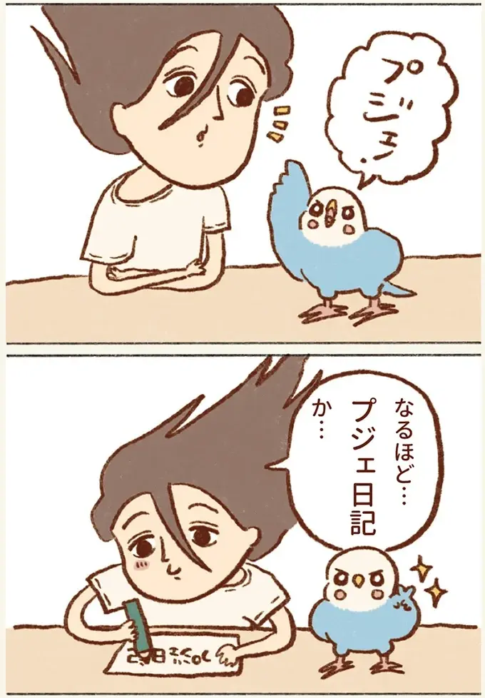 「プジェ、キュキュ、ジャア」たまに来る「ピヨ」の鳴き声がかわいい我が家のセキセイインコ／プジェ日記！ （9）