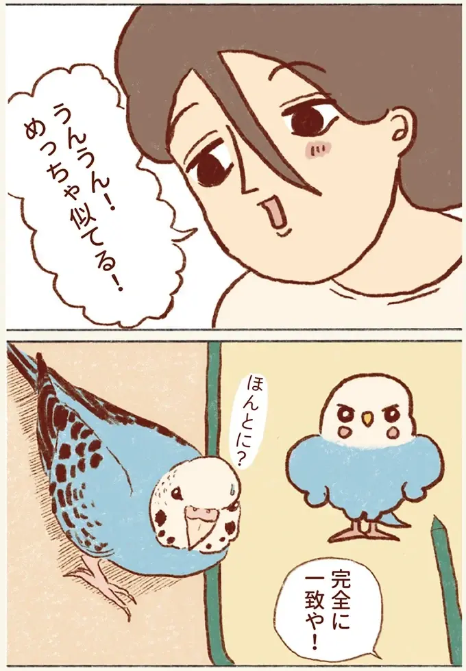 「プジェ、キュキュ、ジャア」たまに来る「ピヨ」の鳴き声がかわいい我が家のセキセイインコ／プジェ日記！ （11）