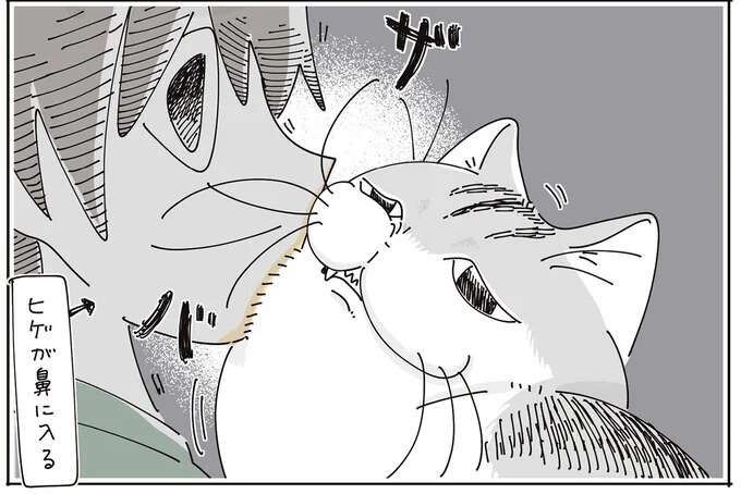 猫が飼い主の鼻にザバ。飼い主が猫の耳にザバ。すりすり中のこれはお互い様？／夜は猫といっしょ7（1）