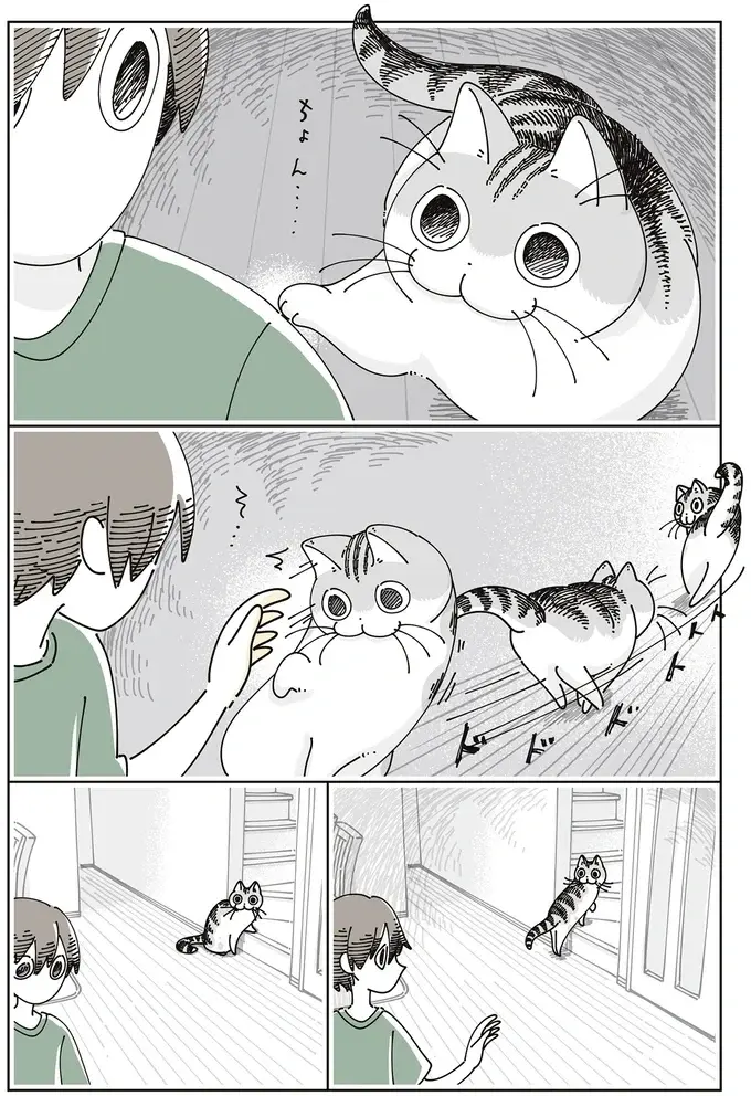 愛猫が私の肩を思わせぶりにポン。ついていっても特になにもないんでしょ...？／夜は猫といっしょ7（3）