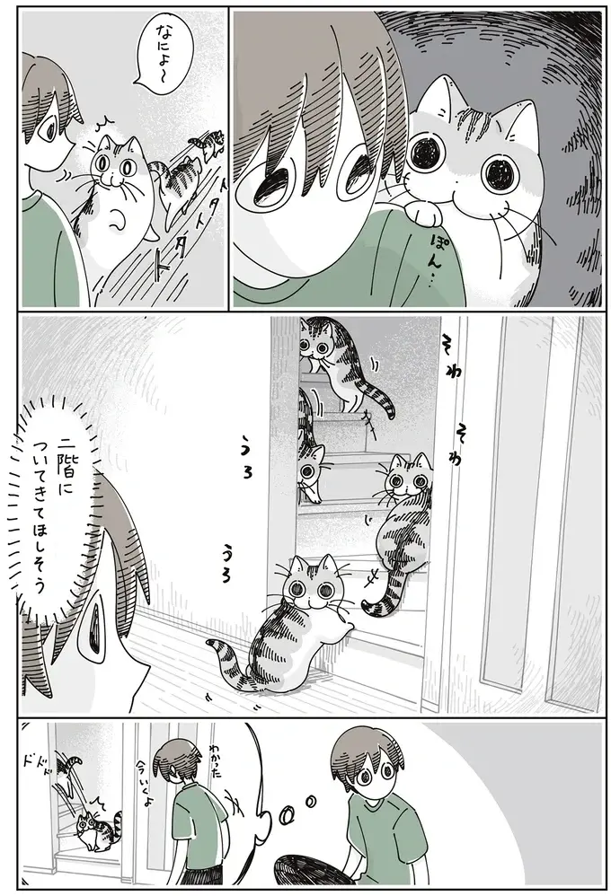 愛猫が私の肩を思わせぶりにポン。ついていっても特になにもないんでしょ...？／夜は猫といっしょ7（4）
