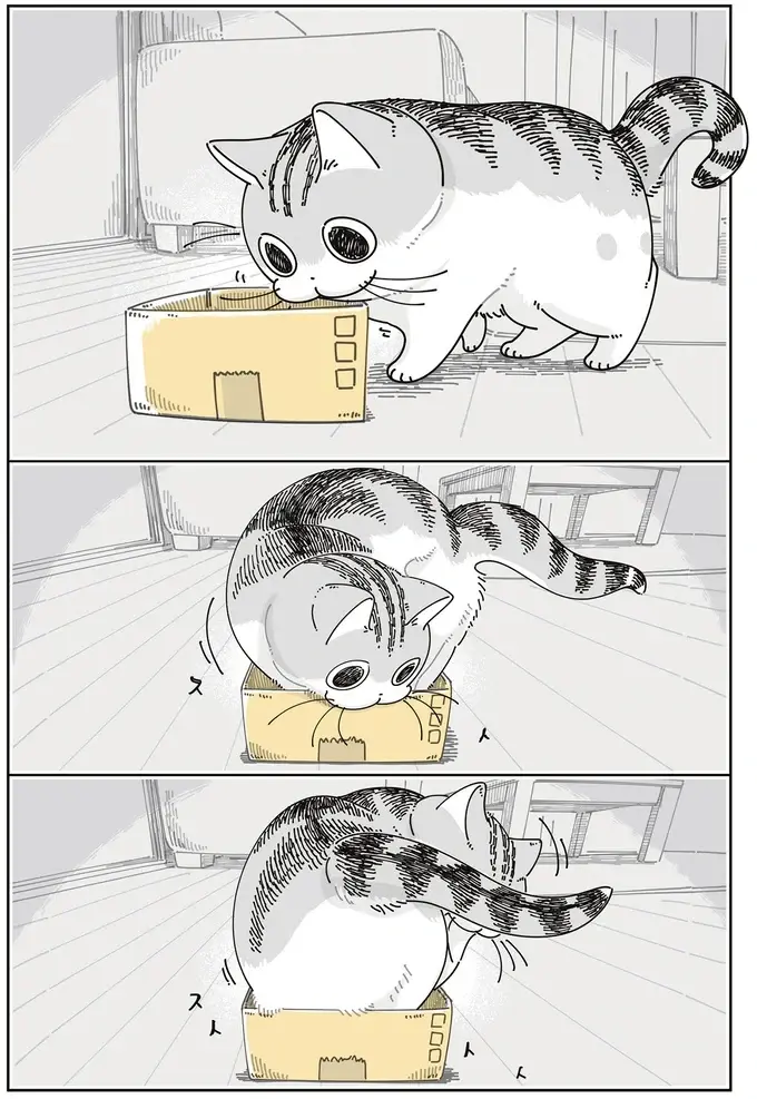 愛猫のサイズを見誤った！ 小さすぎる箱になんとか入ろうとするけれど...／夜は猫といっしょ7（3）