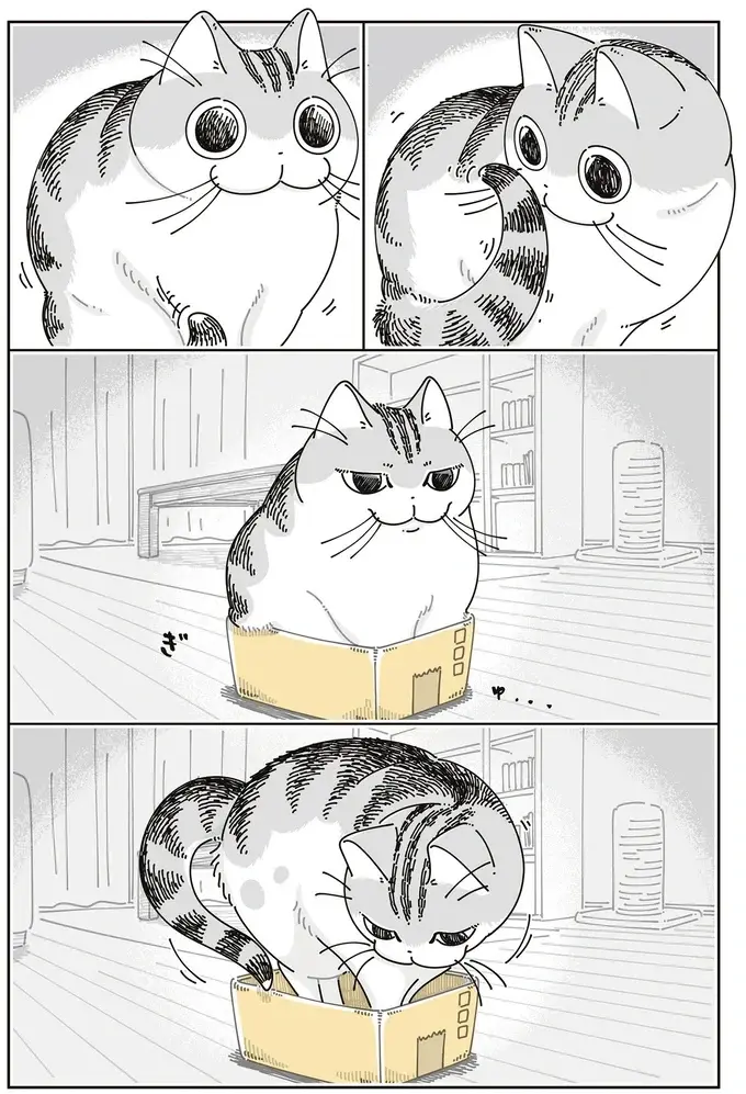 愛猫のサイズを見誤った！ 小さすぎる箱になんとか入ろうとするけれど...／夜は猫といっしょ7（4）