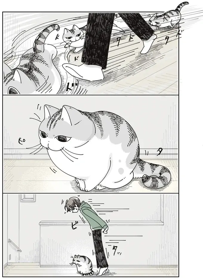 愛猫が、走る私を追い越して足元でピタッ。...通せんぼしてる？ それとも...／夜は猫といっしょ8（4）