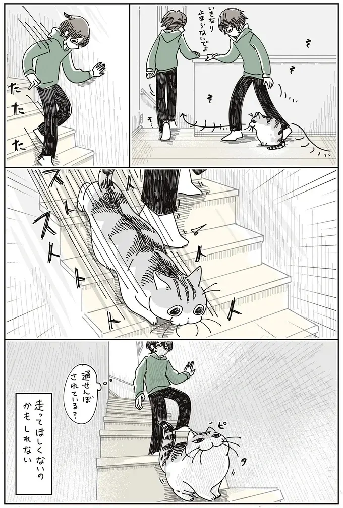 愛猫が、走る私を追い越して足元でピタッ。...通せんぼしてる？ それとも...／夜は猫といっしょ8（5）