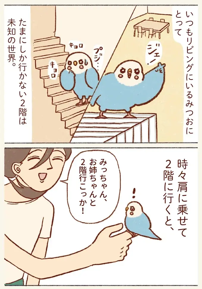 気分は探検家！ めったに行かない2階探索でインコが大興奮！／プジェ日記！ （3）